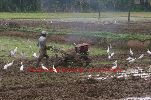 Farming life in Mirissa. Sri Lanka
